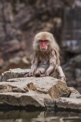 A Japanese macaque, also known as a snow monkey, sits on rocks near a tranquil water source.  Its reddish face and wet fur are prominent features.  The image evokes a sense of serenity and wildlife.