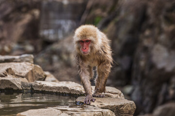 Japanese macaque, also known as snow monkey, approaches a natural hot spring in Jigokudani Monkey...