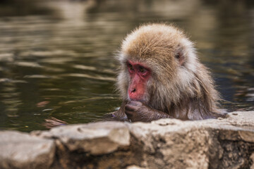 Japanese macaque, also known as snow monkey, enjoying a relaxing bath in a hot spring.  Nagano...