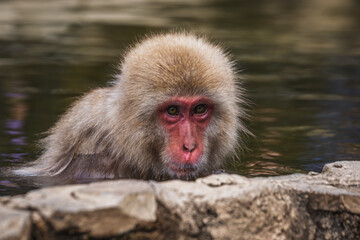 Naklejka premium Close-up of a Japanese macaque, also known as a snow monkey, relaxing in a hot spring. Its reddish face and thick fur are prominent. Nagano Prefecture, Japan.