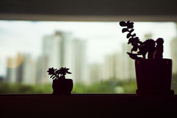 Succulent Plant Silhouettes with Cityscape Background