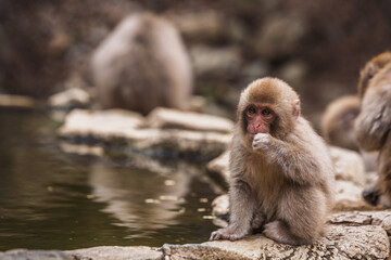 Naklejka premium Adorable Japanese macaque monkey sits by a pond, possibly in Jigokudani Monkey Park, Nagano Prefecture, Japan. It's a heartwarming wildlife scene.