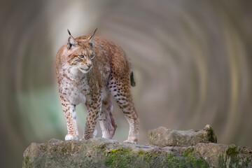Wild European Lynx Staring Backward on Rocks with Brown Fur © Ralph Lear