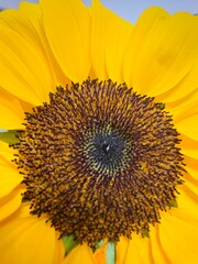 sunflower in the garden