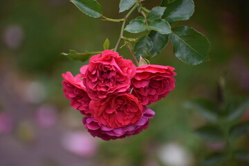 red rose in garden
