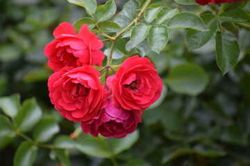 red roses in garden