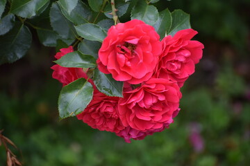 red rose in garden