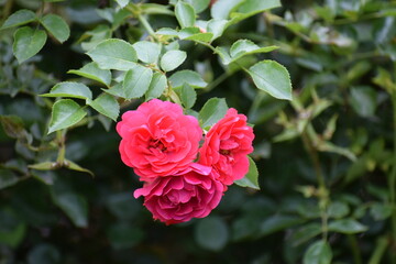 red rose flower
