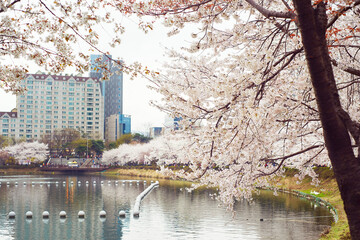 Cherry blossoms in full bloom by the lakeside with modern city buildings in the background during spring