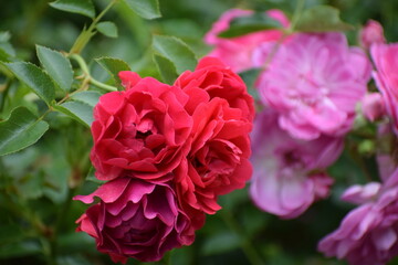 pink rose in garden