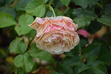 pink rose in garden