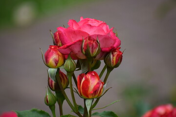 red rose flower