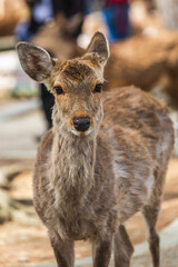Close-up portrait of a young Sika deer in Nara Park, Japan.  Its soft, brown fur and large, expressive eyes are captivating.  The blurred background features other deer and visitors.