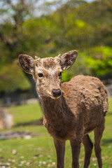 Young sika deer with small antlers in Nara Park, Japan.  Close-up portrait of this gentle, wild animal in a lush green environment.