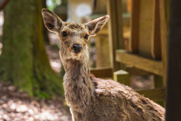 Close-up of a curious Sika deer in Nara Park, Japan.  The deer's soft fur and expressive eyes are highlighted against a blurred background of trees and traditional architecture.
