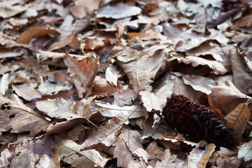 Dry Autumn Leaves and Pine Cone on Forest Floor in Natural Light
