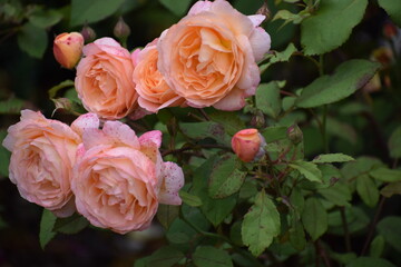 orange rose in garden