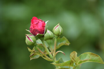 pink and white flower