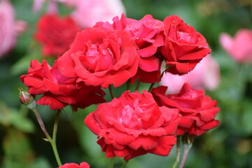 pink roses in garden