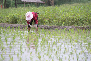 Farmers plant rice on terraced fields on hillsides during the rainy season.