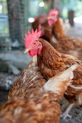 Group of brown chickens foraging on dirt ground, natural free-range farm environment with bright sunlight, healthy poultry concept.