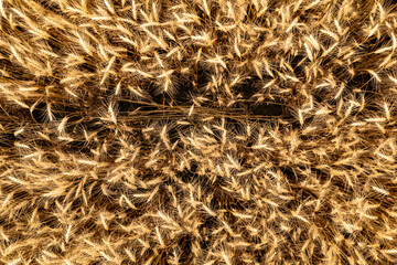Close-up of golden wheat field texture.