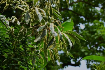 Obraz premium close up of green leaves