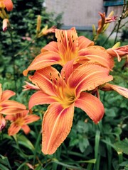 Fototapeta premium orange tiger lily flowers in a flowerbed