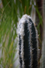 close up of a plant in spring