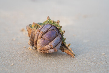 Close-up of a purple hermit crab with striped shell on sandy beach. Detailed texture and natural colors perfect for wildlife, marine, and coastal nature themes.
