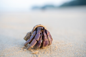 Close-up of a purple hermit crab with striped shell on sandy beach. Detailed texture and natural colors perfect for wildlife, marine, and coastal nature themes.