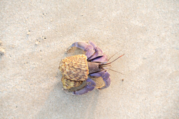 Close-up of a purple hermit crab with striped shell on sandy beach. Detailed texture and natural colors perfect for wildlife, marine, and coastal nature themes.