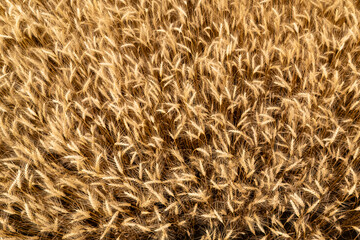 Golden wheat fields in the fall.