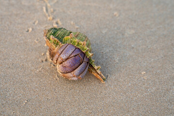 Close-up of a purple hermit crab with striped shell on sandy beach. Detailed texture and natural colors perfect for wildlife, marine, and coastal nature themes.