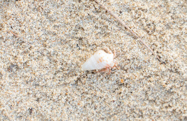 Tiny red hermit crab with white shell walking alone on smooth sandy beach. Minimalist coastal wildlife concept perfect for nature, travel, and marine life themes.