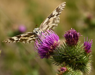 Schachbrett-Schmetterling auf einer Distelblüte