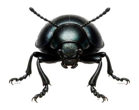 Round bog beetle with iridescent black exoskeleton and short antennae