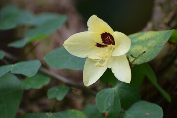 bee on yellow flower
