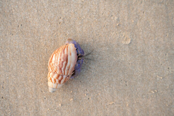 Close-up of a purple hermit crab with striped shell on sandy beach. Detailed texture and natural colors perfect for wildlife, marine, and coastal nature themes.