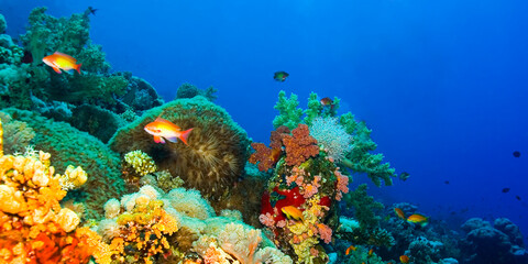 Underwater Landscape, Reef Building Corals, Coral Reef, Red Sea, Egypt, Africa