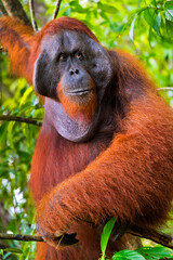 Orangutan, Pongo pygmaeus, Tanjung Puting National Park, Kalimantan, Borneo, Indonesia