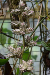 close up of pine cones
