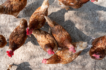 Group of brown chickens foraging on dirt ground, natural free-range farm environment with bright sunlight, healthy poultry concept.