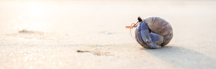 Close-up of a purple hermit crab with striped shell on sandy beach. Detailed texture and natural...