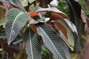 close up of a tropical plant