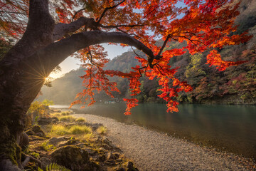 View of a vibrant maple tree with fiery red leaves arching over a tranquil riverbank kissed by the morning sun's golden light, Kyoto, Kyoto, Japan.