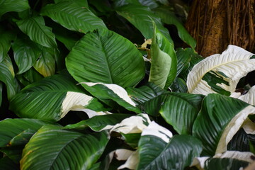 green leaves in the garden