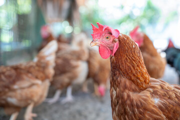 Group of brown chickens foraging on dirt ground, natural free-range farm environment with bright sunlight, healthy poultry concept.