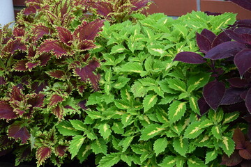 red and green lettuce