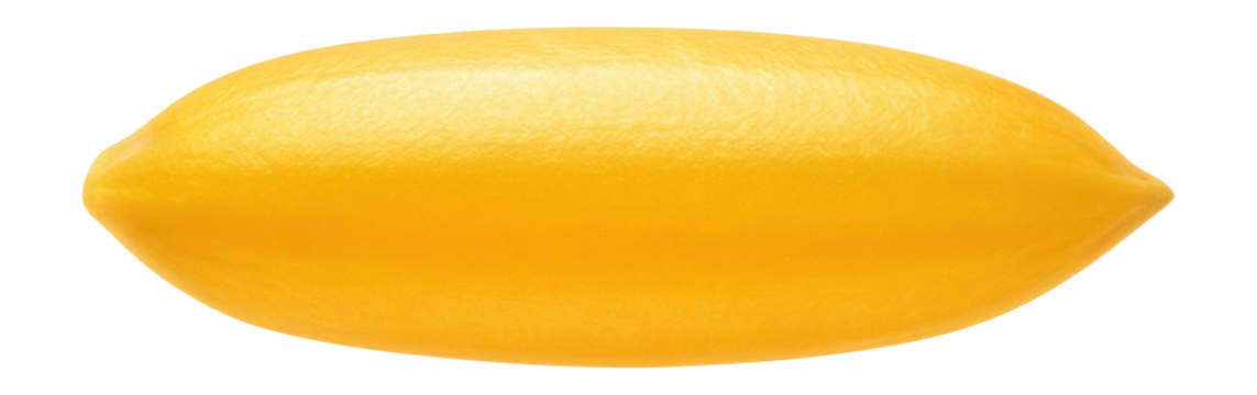 Rice grain with golden hue and elongated shape, engineered to produce beta-carotene